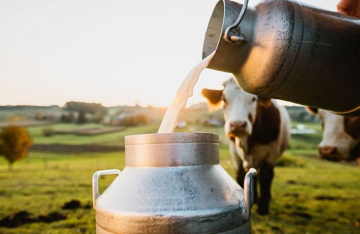 Pesticides agricoles et lait : ce que nos élevages peuvent révéler sur une contamination invisible
