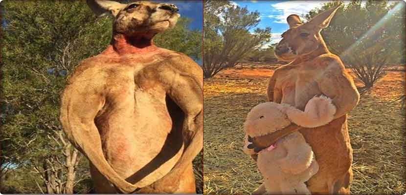 أستراليا: وفاة الكنغر الأشهر في العالم، روجر