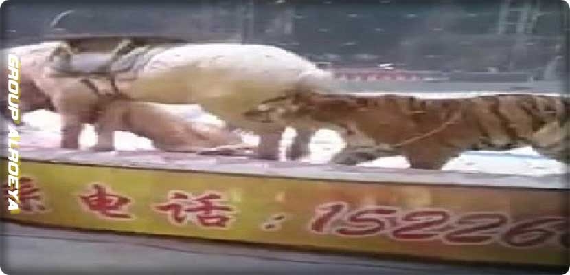 أسد ونمر يفترسان حصانًا أثناء عرض للسيرك الصيني
