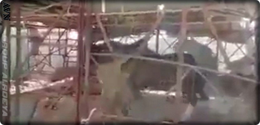 فيديو مفزع: تقديم حصان حي وجبة للأسود