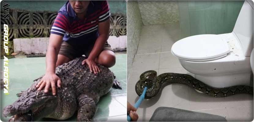 فيديو، رجل يربي تمساحا في منزله وإمرأة تتفاجأ بثعبان في الحمام