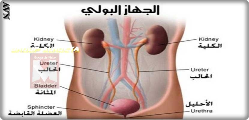 دراسة طبية حول الالتهابات التي تؤدي إلى العقم