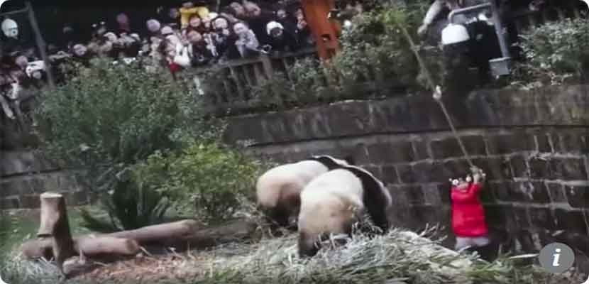 فيديو، إنقاذ طفلة سقطت وسط الدببة في الصين