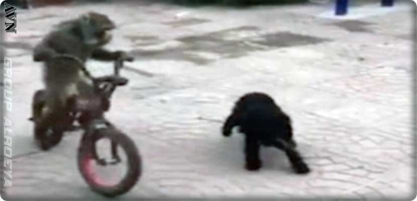 فيديو، قرد يسرق دراجة طفل والكلب يتعقبه