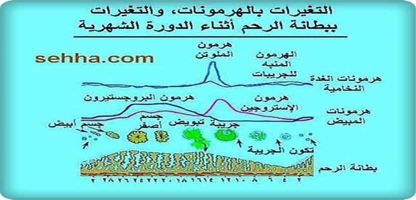 تتكون الأورام في المبيضين تمامًا كما تتكون في باقي أنحاء الجسم، وإذا لم تكن سرطانية تدعى أورامًا حميدة، أما في حال كانت سرطانية فتدعى أورامًا خبيثة