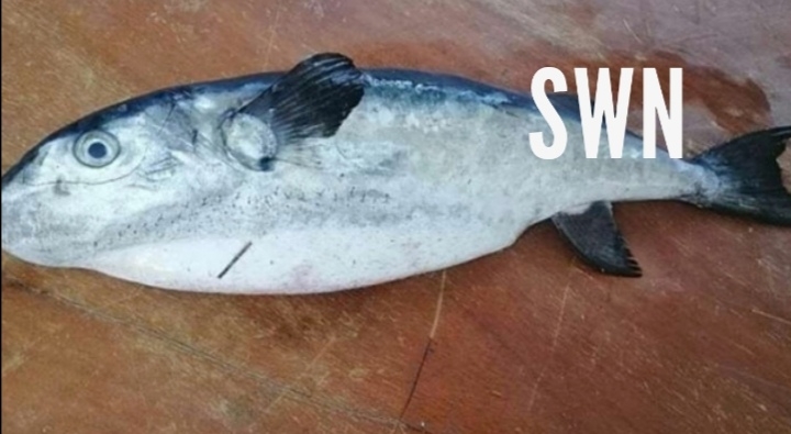Sfax:Un poisson toxique trouvé à sfax