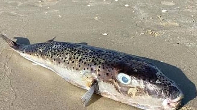 تونس: وزارة الفلاحة والموارد المائية والصيد البحري تحذر من "سمكة"