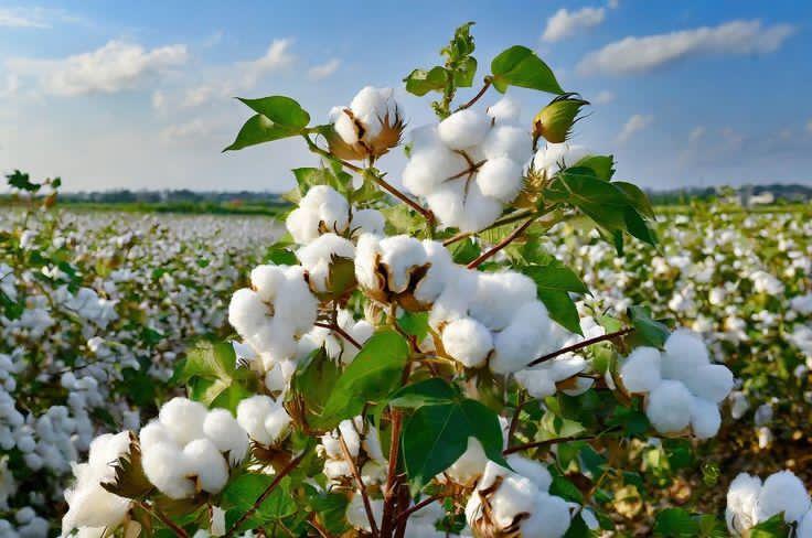 Le coton tunisien : entre héritage et défis climatiques