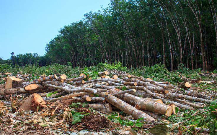 Earth environnement protecting forêts on thé frontline