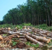 Earth environnement protecting forêts on thé frontline