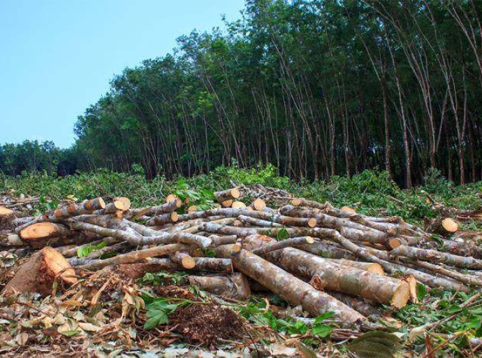 Earth environnement protecting forêts on thé frontline