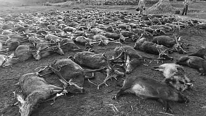 Un massacre pour le plaisir des chasseurs