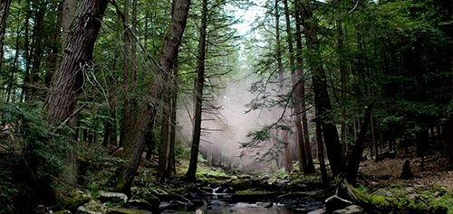 ONU:Journée Internationale des forêts