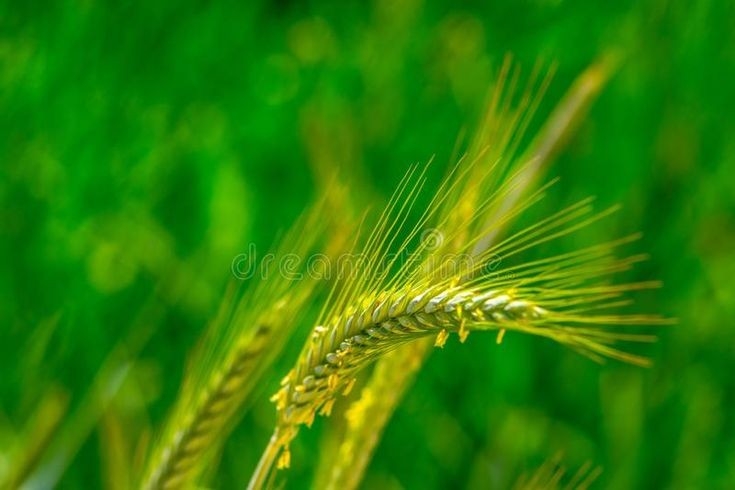 Le triticale :Une culture rustique appréciée par les éleveurs