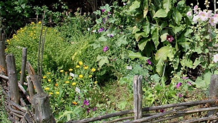 Agriculture naturelle:Laisser faire la nature