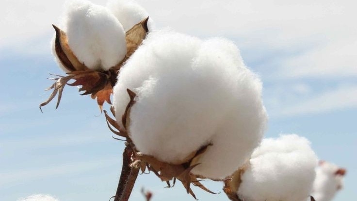 Le cotton biologique:Le développement durable sous pression